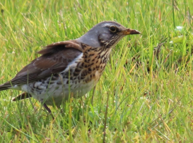 Fieldfare